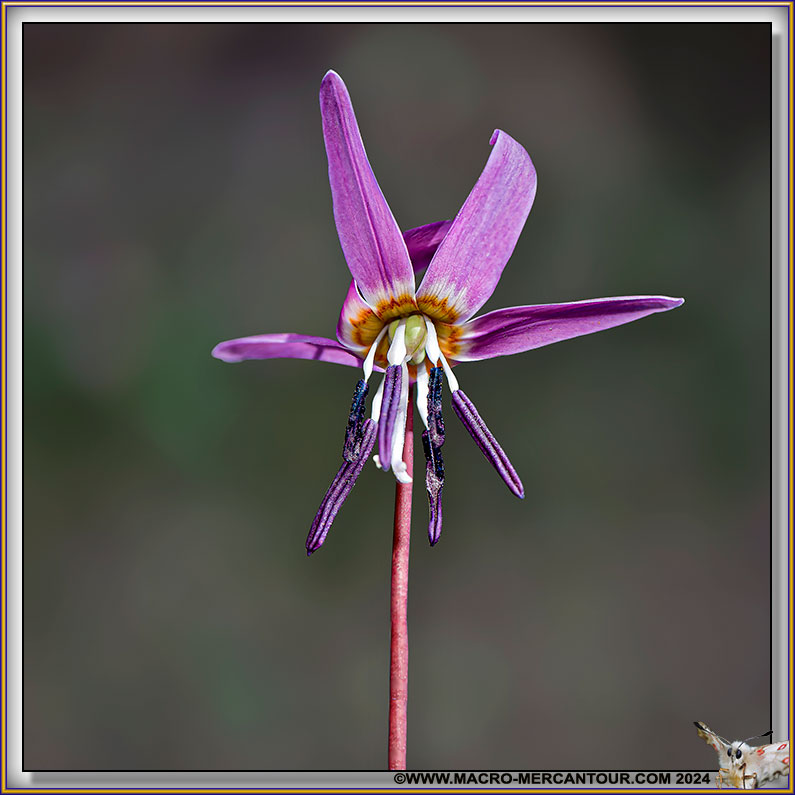 Erythrone dent de chien